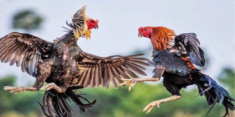 Kèo cá cược đá gà SUN88 chiến thuật soi kèo hiệu quả nhất