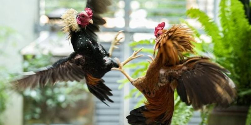 Đá gà SUN88 trải nghiệm đỉnh cao và bí quyết chiến thắng
