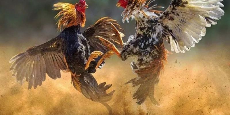 Đá gà SUN88 trải nghiệm đỉnh cao và bí quyết chiến thắng