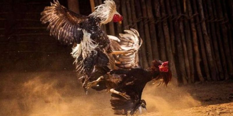 Trực tiếp đá gà cpc3 SUN88 kịch tính chuẩn nhất đấu trường